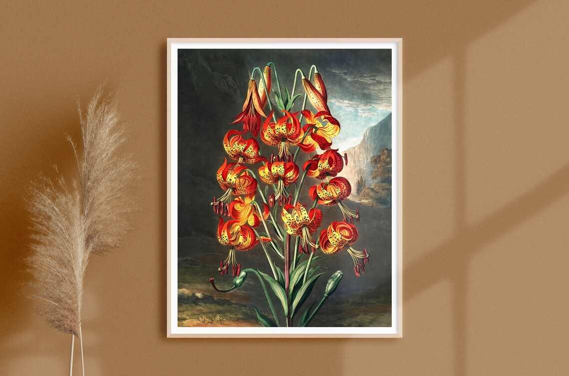 Vintage Fire Lily Botanical Flower Art Print
