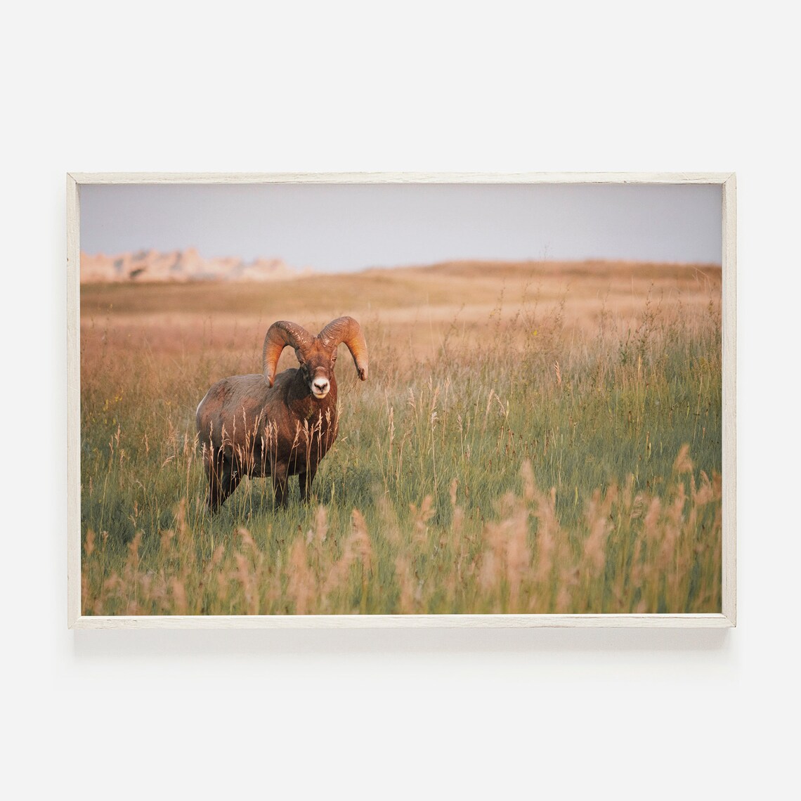 Western Bighorn Sheep Rustic Southwest Art Print