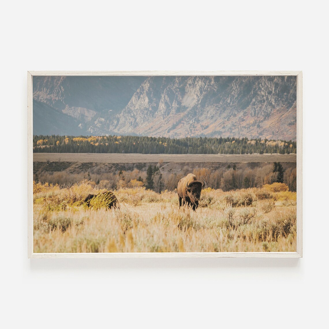 Bison Landscape Art Print, Rustic Western Decor