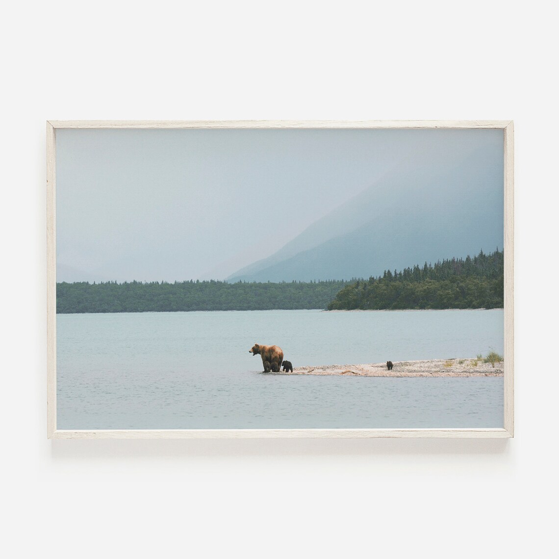 Grizzly Bear Lake Shore Photo Landscape Art Print