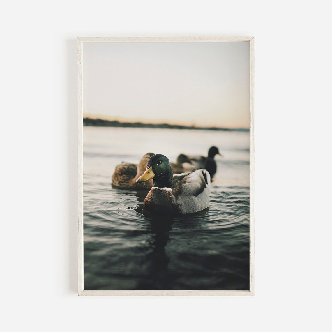 Mallard Ducks On Lake Sunset View Art Print
