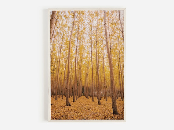 Golden Aspen Grove Autumn Forest Photography Rustic Lodge Poster