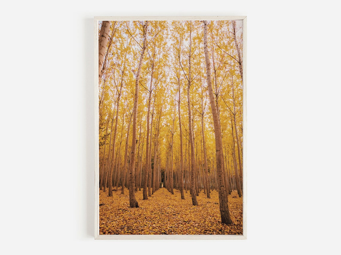 Golden Aspen Grove Autumn Forest Photography Rustic Lodge Poster