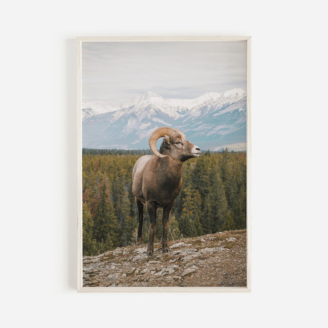 Rocky Mountain Big Horn Sheep Colorado Art Print