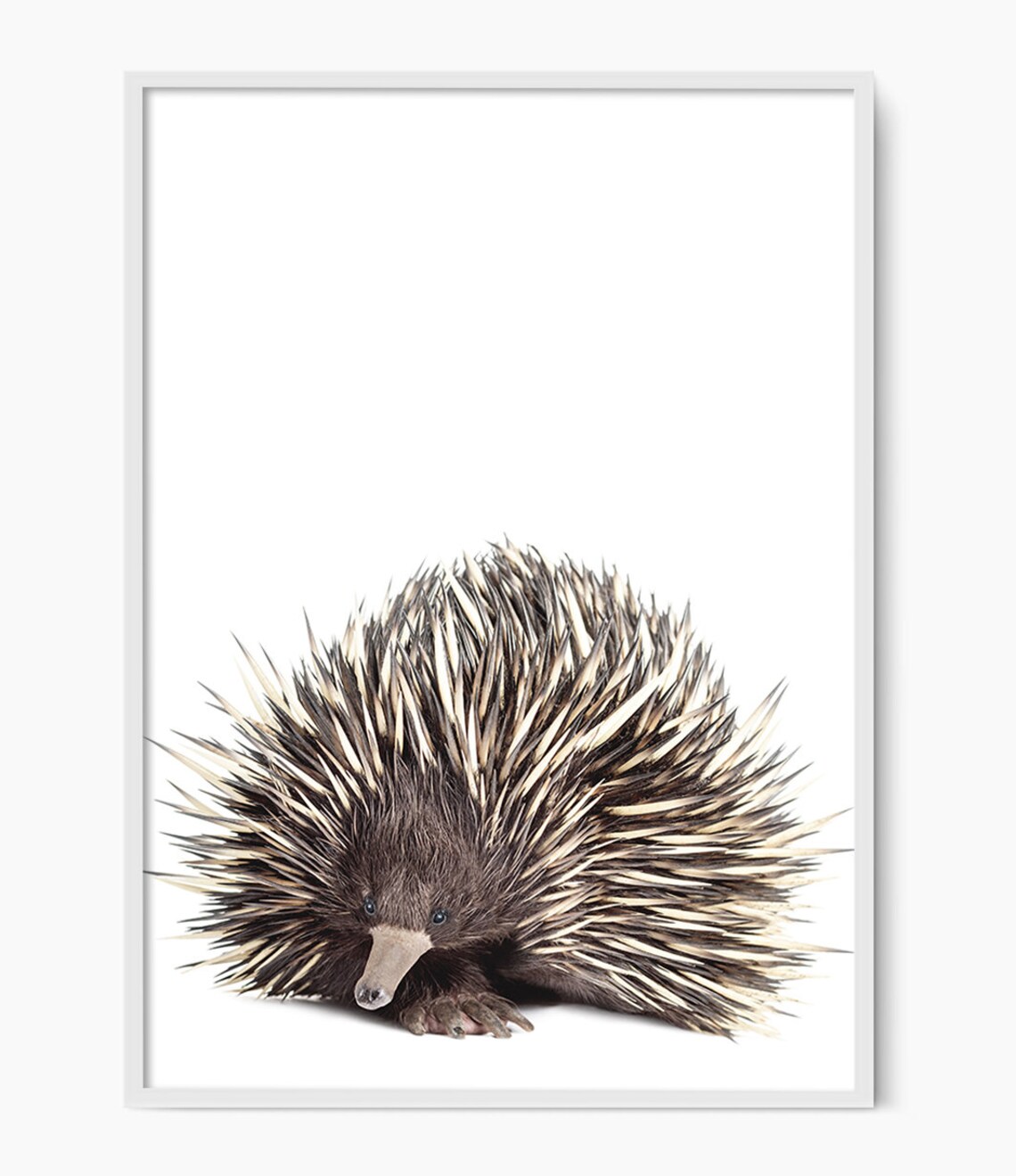 Echidna Australian Native Animal Wall Art Print - Image 3