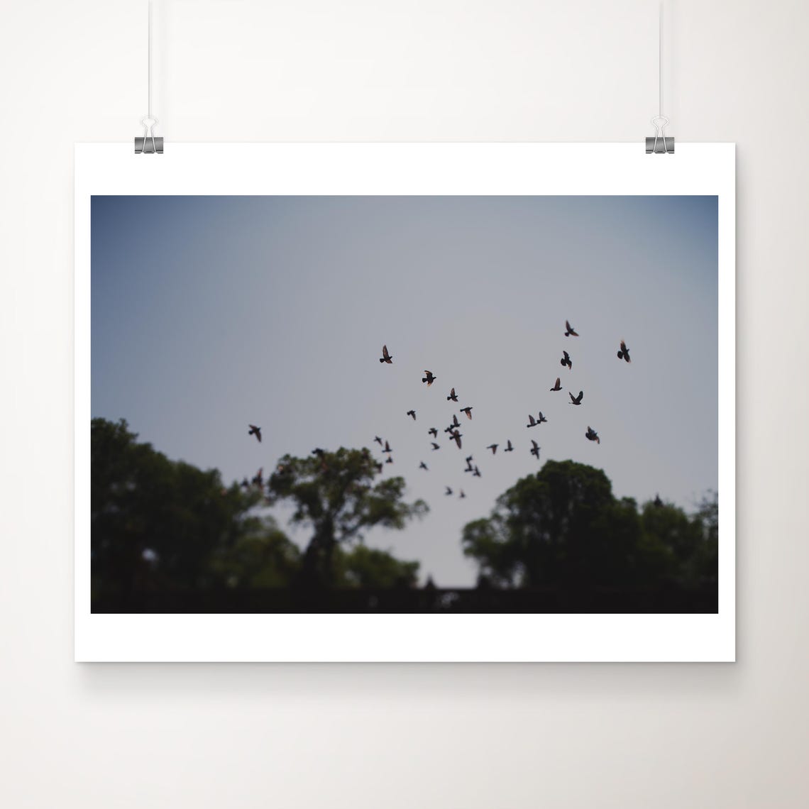 Birds In Flight Over Dark Treetops Fine Art Nature Photo Print