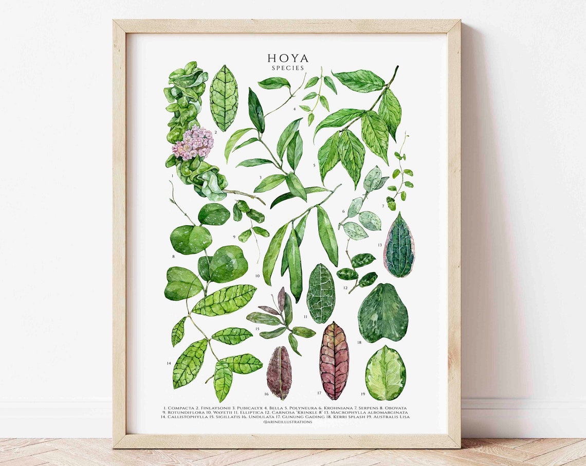 Hoya Species Wax Plant Botanical Leaf Identification Chart Poster