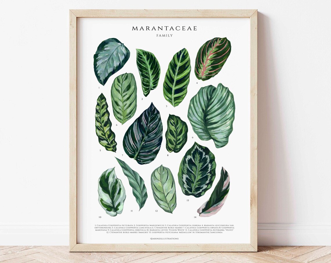 Marantaceae Family Prayer Plant Leaf Species Watercolor Chart Poster