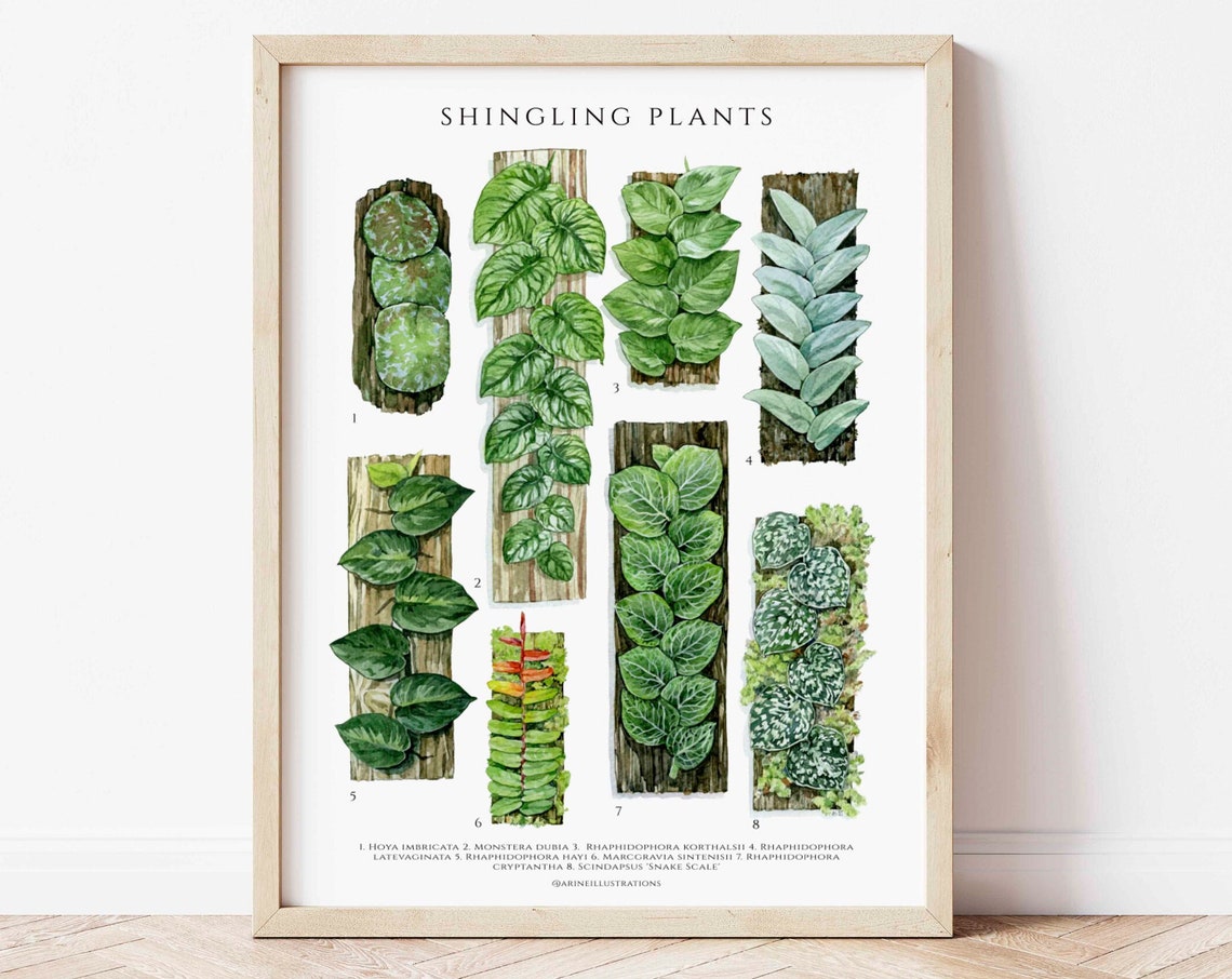 Shingling Plants Species Botanical Wall Chart Watercolor Poster