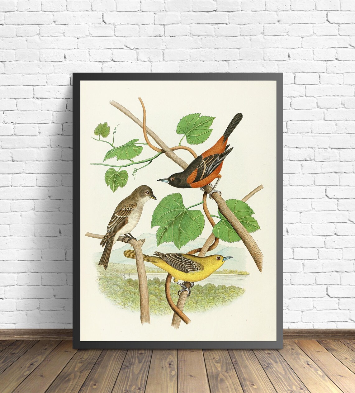 Orchard Oriole Pair With Wood Pewee Grapevine Vintage Bird Art Poster - Image 2