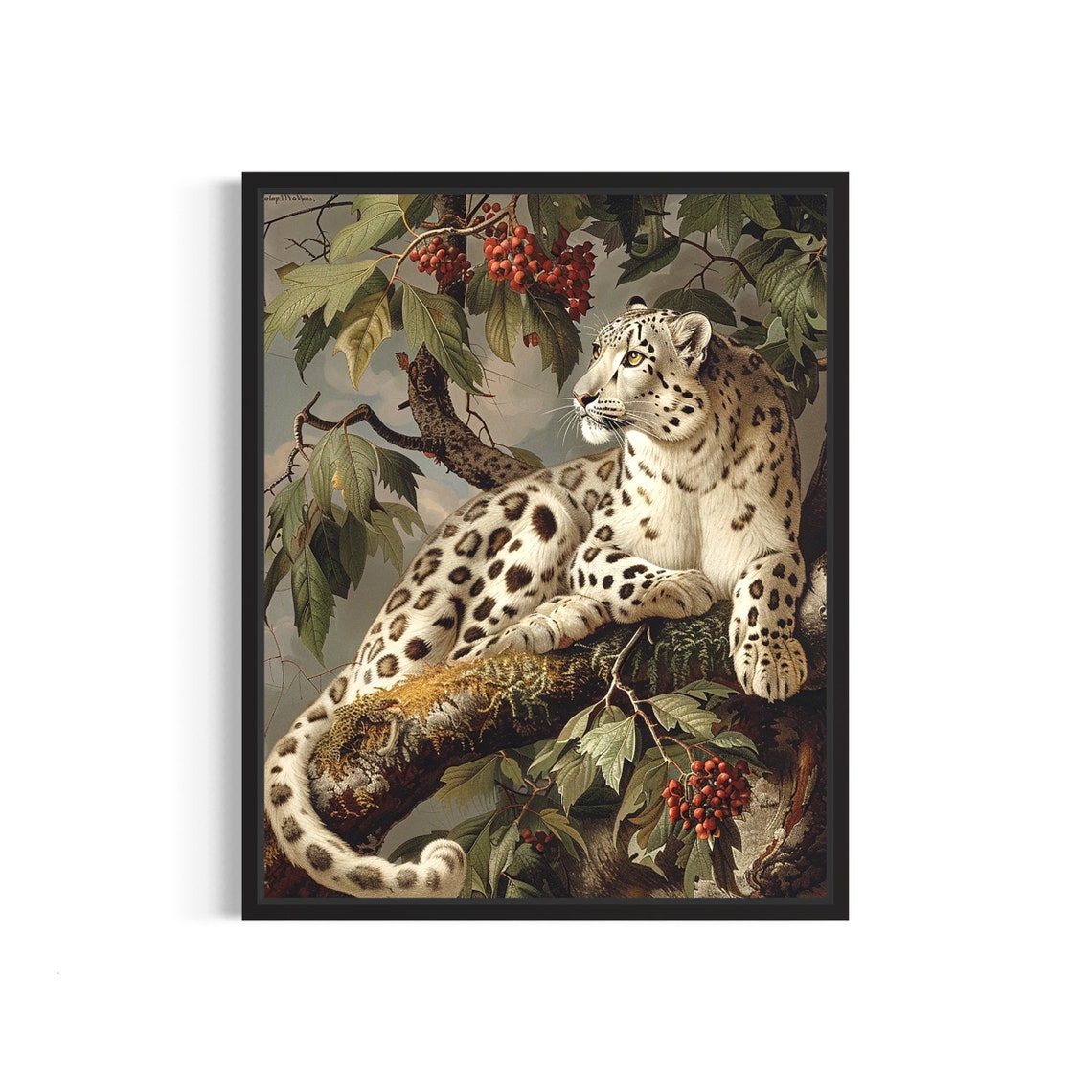 Snow Leopard Resting on a Tree Branch With Red Berries Vintage Art Poster