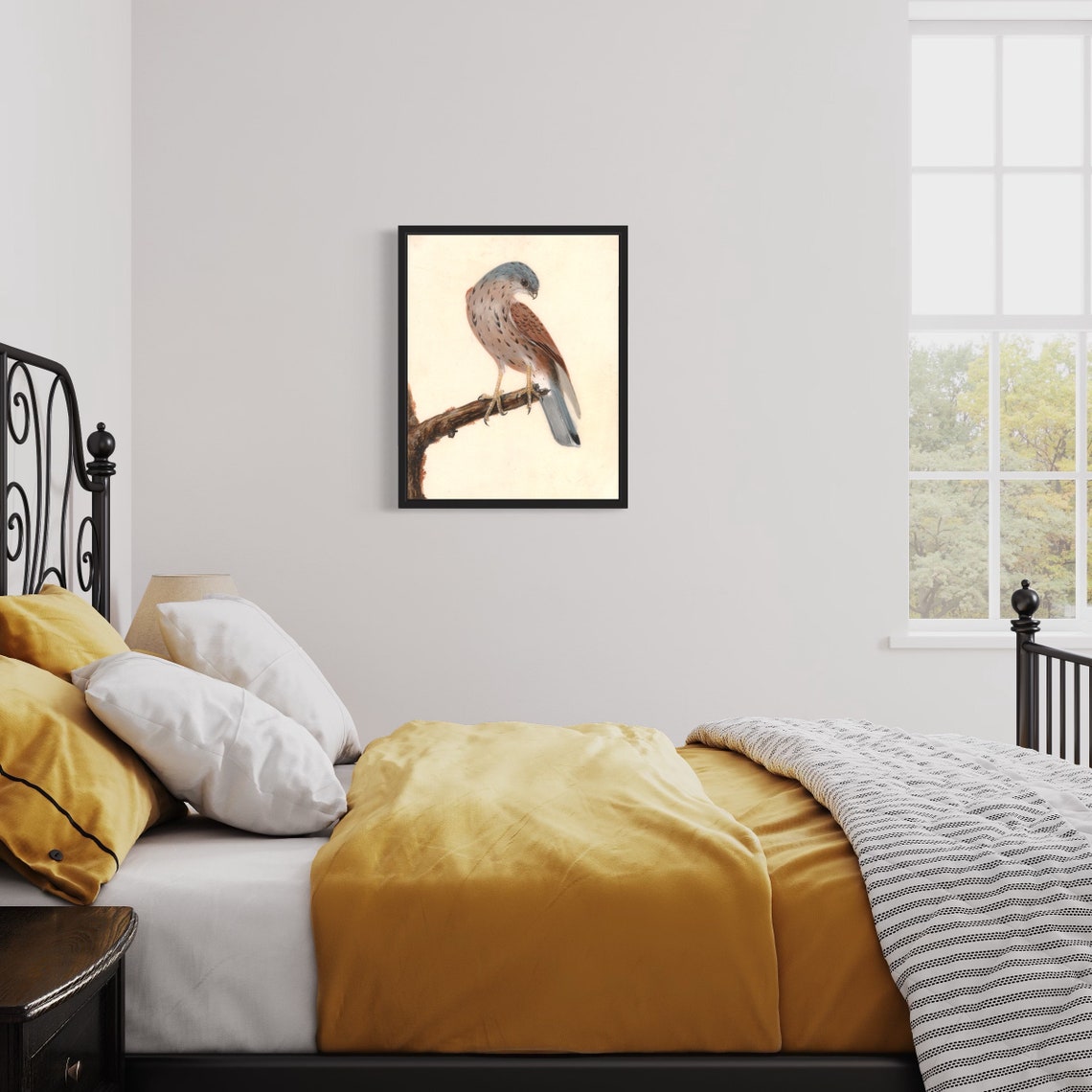 Common Kestrel Perched Branch Vintage Falconry Illustration Poster - Image 2