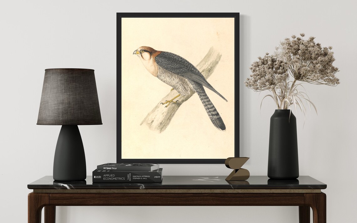 Rufous Necked Falcon Perched on Branch Vintage Naturalist Art Print - Image 3