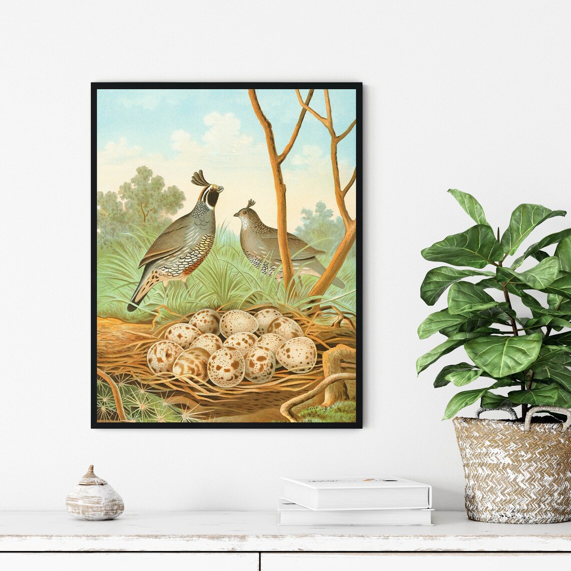 California Valley Quail Pair Guarding a Nest of Speckled Eggs Poster - Image 3