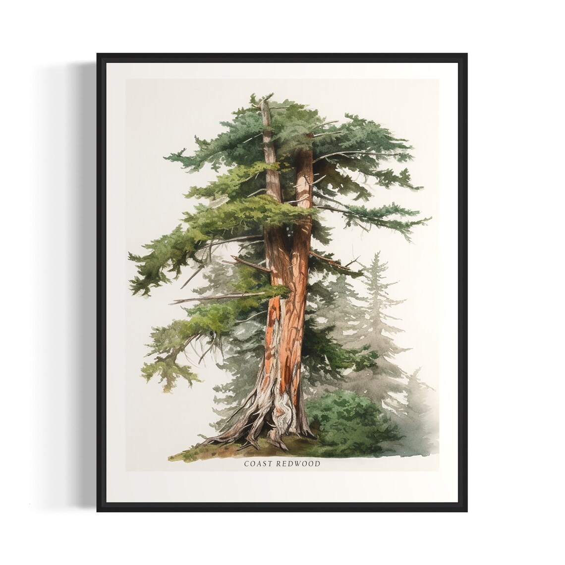 Coast Redwood Tree Art Print, Nature Landscape