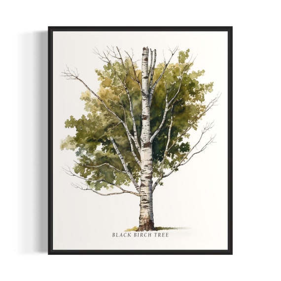 Black Birch Tree Art Print Black Birch Tree Wall Art Poster
