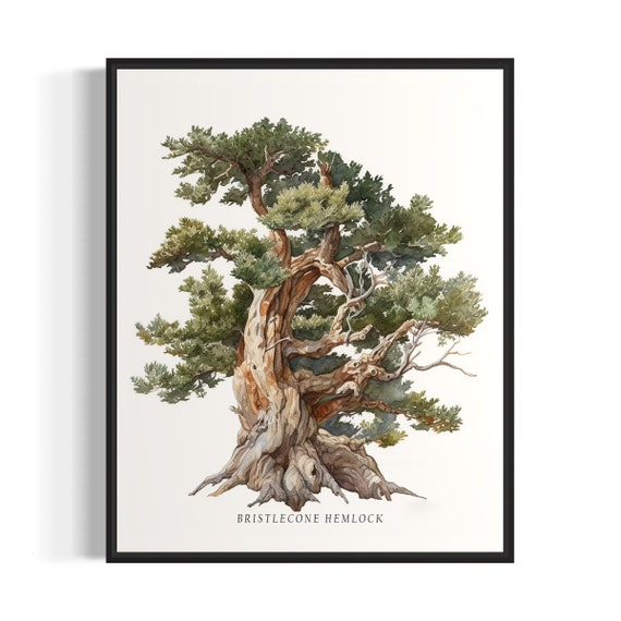 Bristlecone Hemlock Tree Art Print Bristlecone Hemlock Tree Wall Art Poster