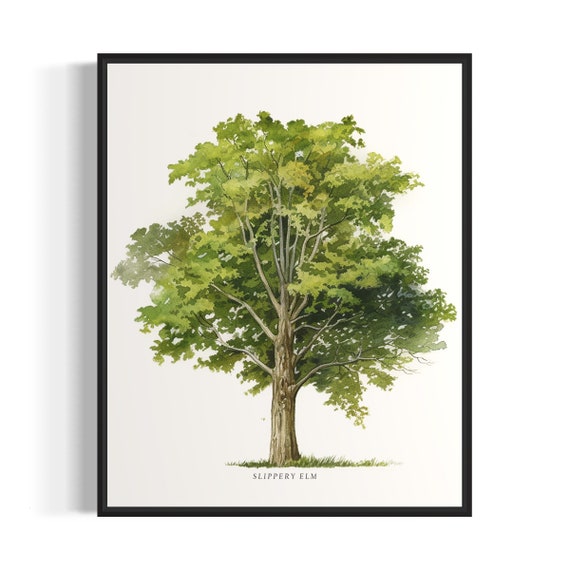 Slippery Elm Tree Art Print Slippery Elm Tree Wall Art Poster