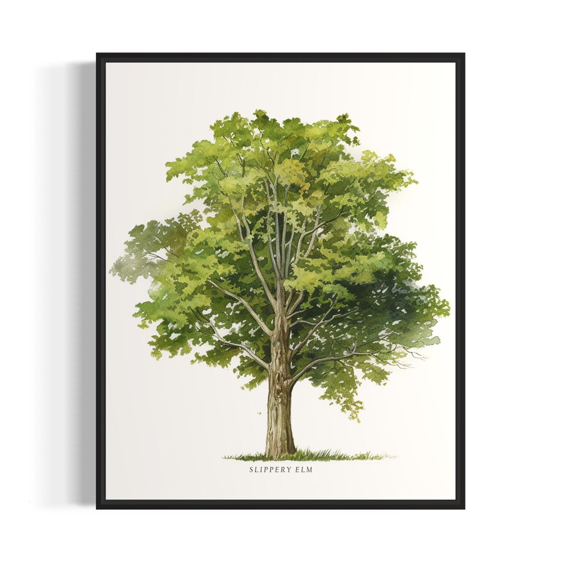 Slippery Elm Tree Art Print Slippery Elm Tree Wall Art Poster