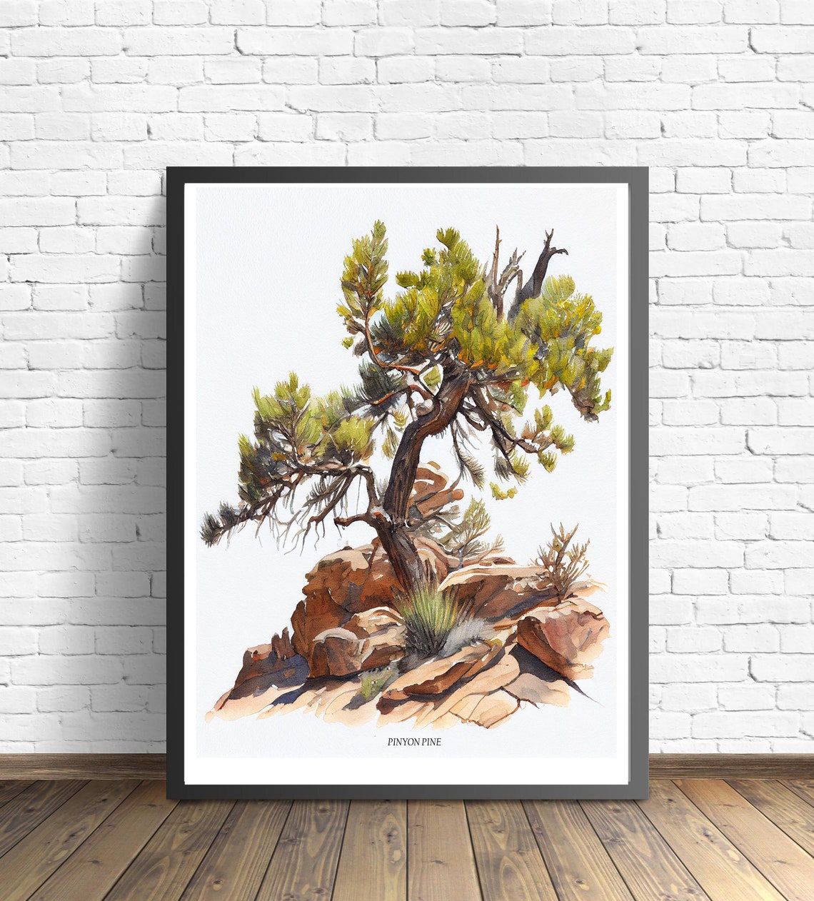 Pinyon Pine Rocky Desert Scene Watercolor Botanical Tree Poster