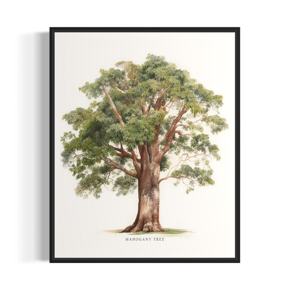Mahogany Tree Art Print Mahogany Tree Wall Art Poster