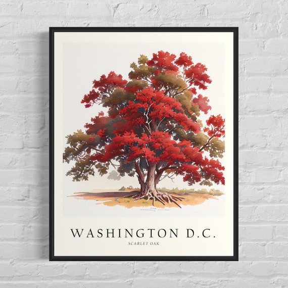 Washington Dc State Tree Art Print Scarlet Oak Tree Wall Art State Tree Symbol Artwork