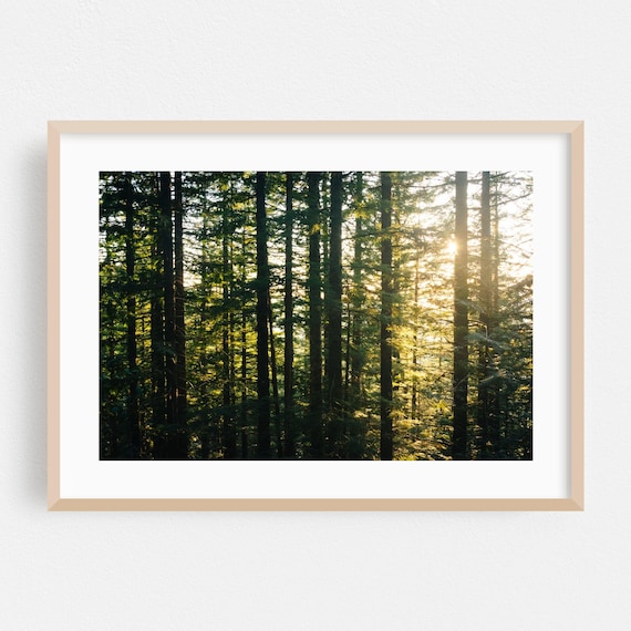 Oregon Pine Forest Sunlight Through Trees Fine Art Photography Poster
