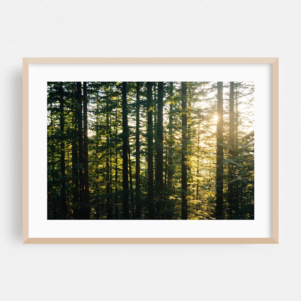Oregon Pine Forest Sunlight Through Trees Fine Art Photography Poster