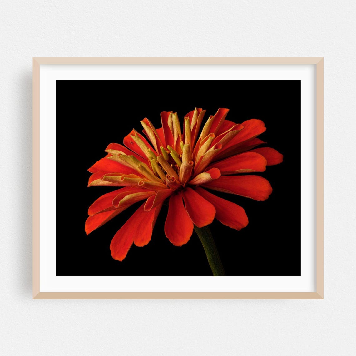 Red Zinnia Macro Bloom Black Background Fine Art Botanical Poster