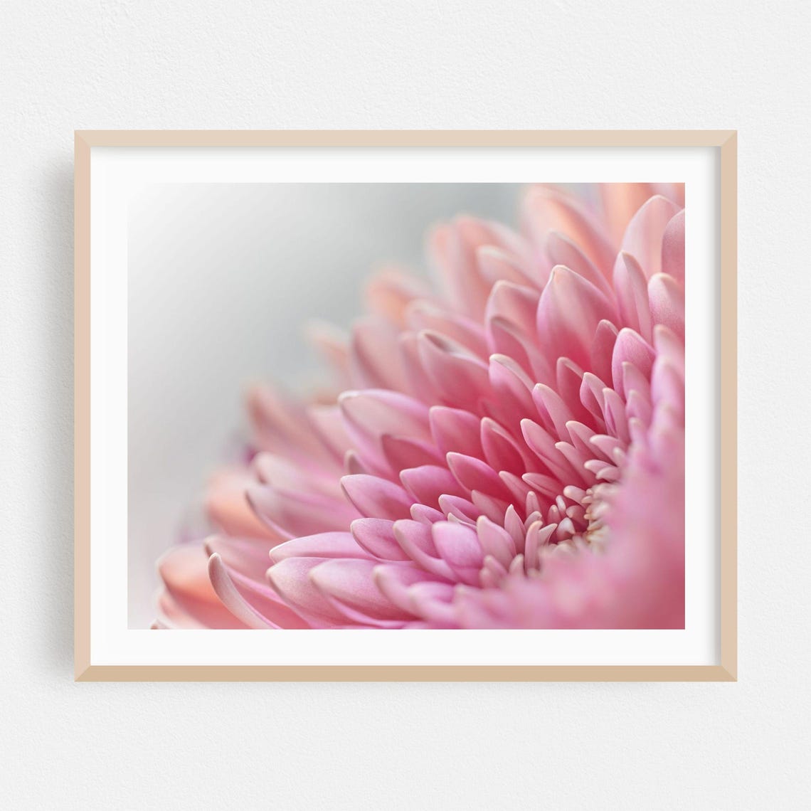 Blush Pink Flower Petals Soft Dreamy Macro Floral Photo Poster