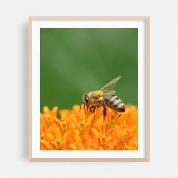 Insect Print Wildlife Wall Art Nature Framed Floral Home Decor Garden Poster Botanical Fine Summer Photography