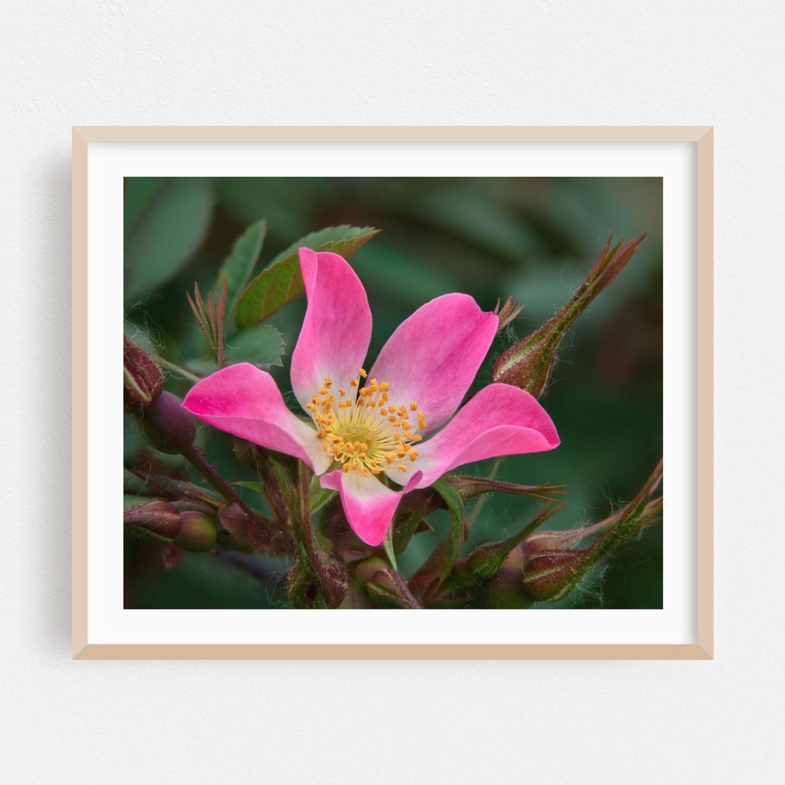 Pink Wild Rose Bloom in Sharp Macro Detail Botanical Photo Poster