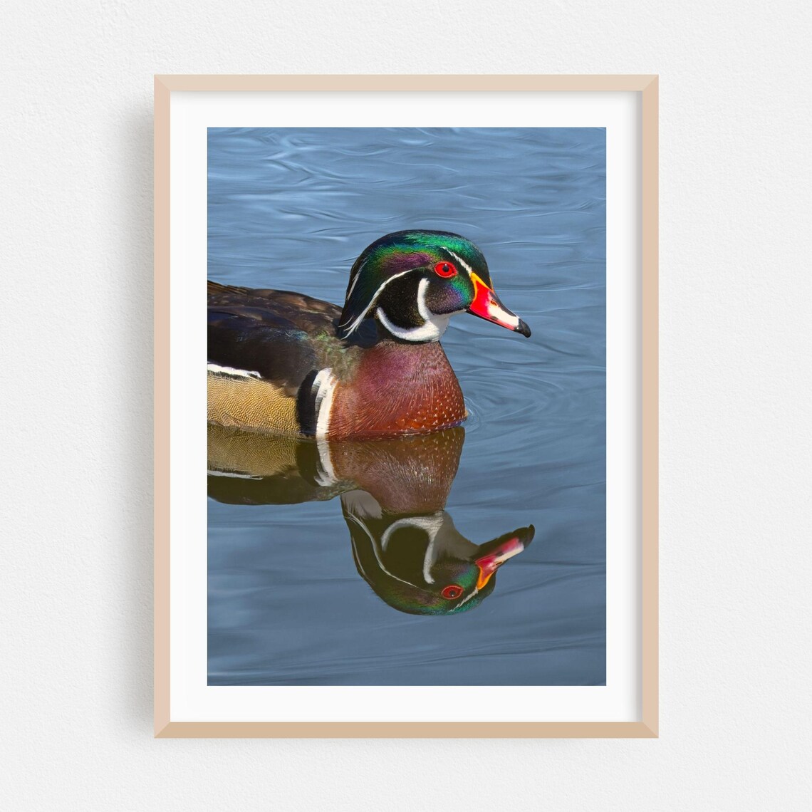 Male Wood Duck Swimming With Perfect Mirror Reflection Wildlife Poster