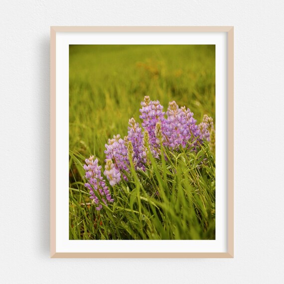 Purple Lupine Wildflowers Blooming in a Green Wyoming Meadow Poster