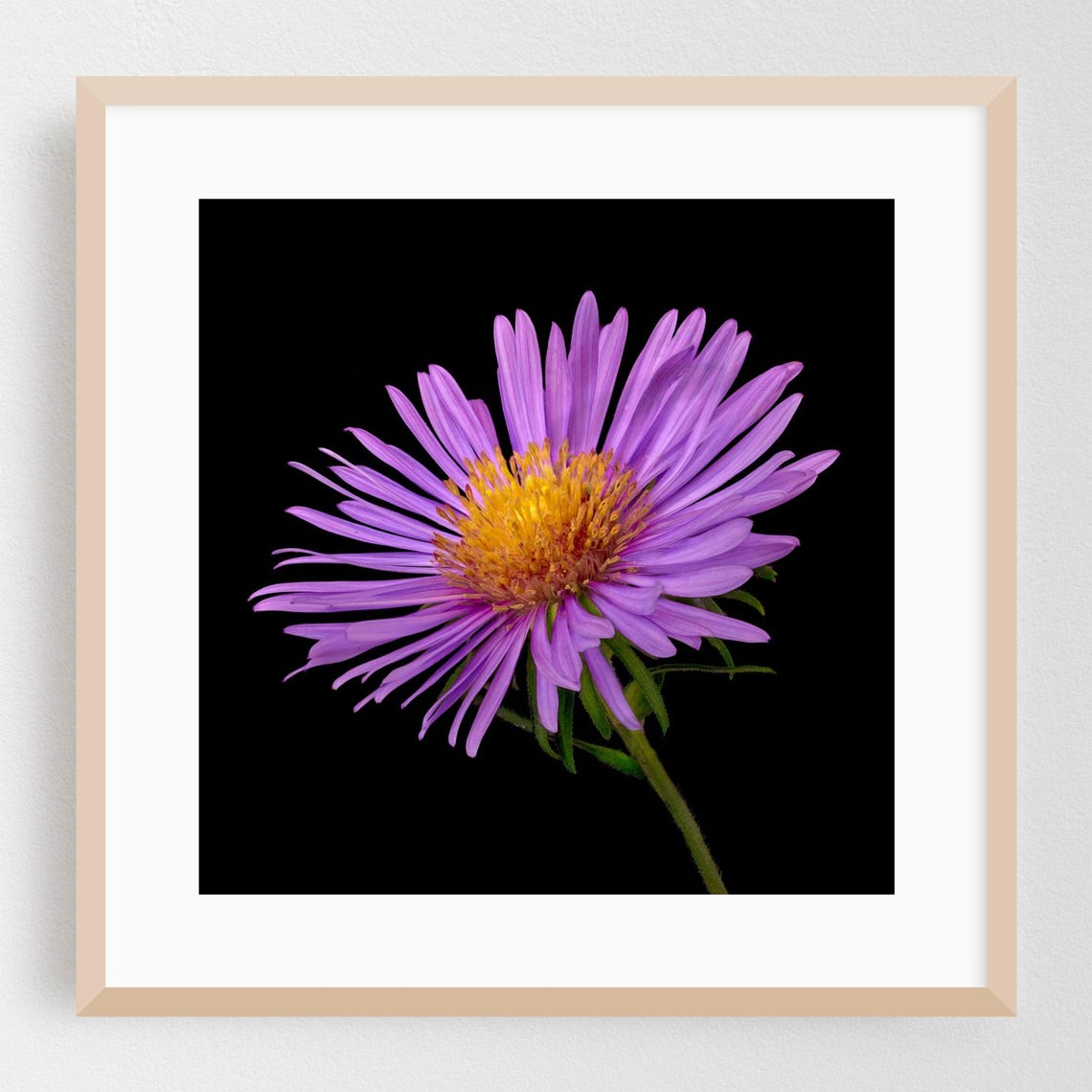 Purple Aster Flower Macro on Black Background Botanical Wall Art