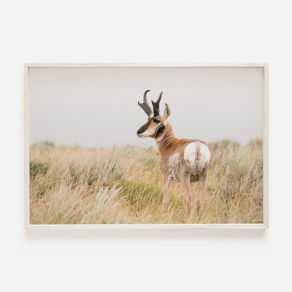 Pronghorn Photography Western Antelope Art Print