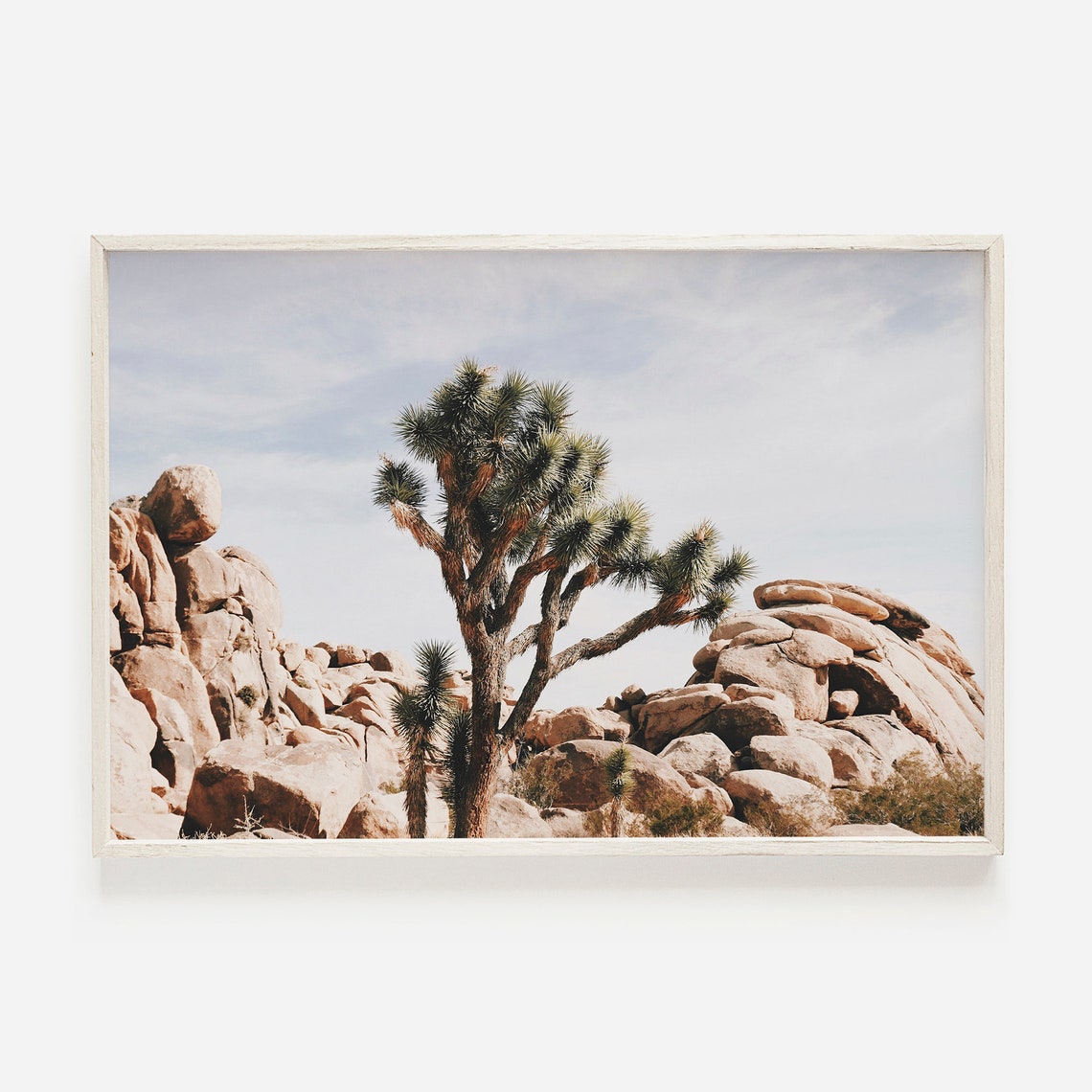 Joshua Tree Among Desert Boulders Southwest Scenery Photo Poster