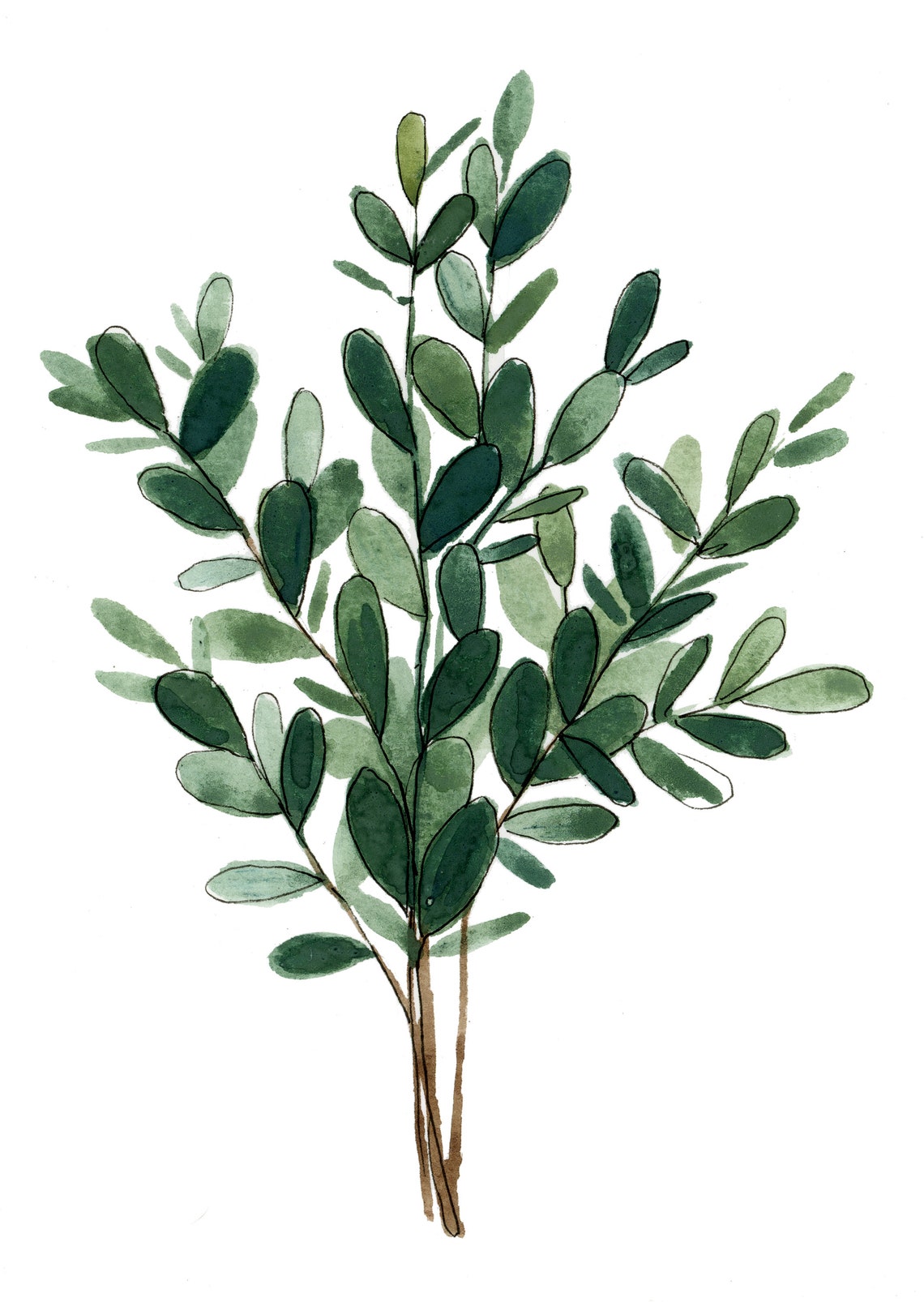 Eucalyptus Leaves Botanical Art Print - Image 2