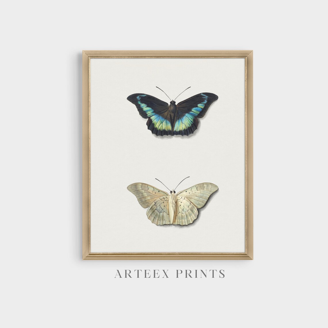 Antique Butterfly Pair Vintage Scientific Illustration Classic Poster - Image 5