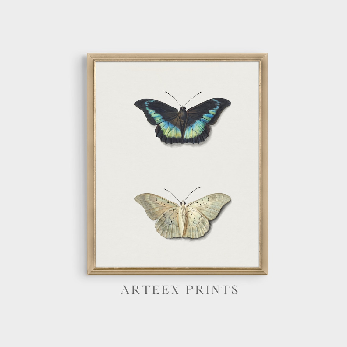 Two Butterflies Natural History Illustration in Teal and Cream Poster - Image 3