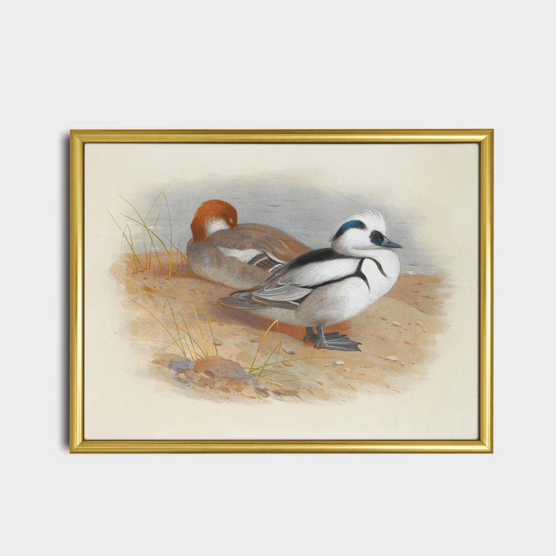 Male And Female Smew Ducks Resting On The Shore Vintage Poster - Image 2
