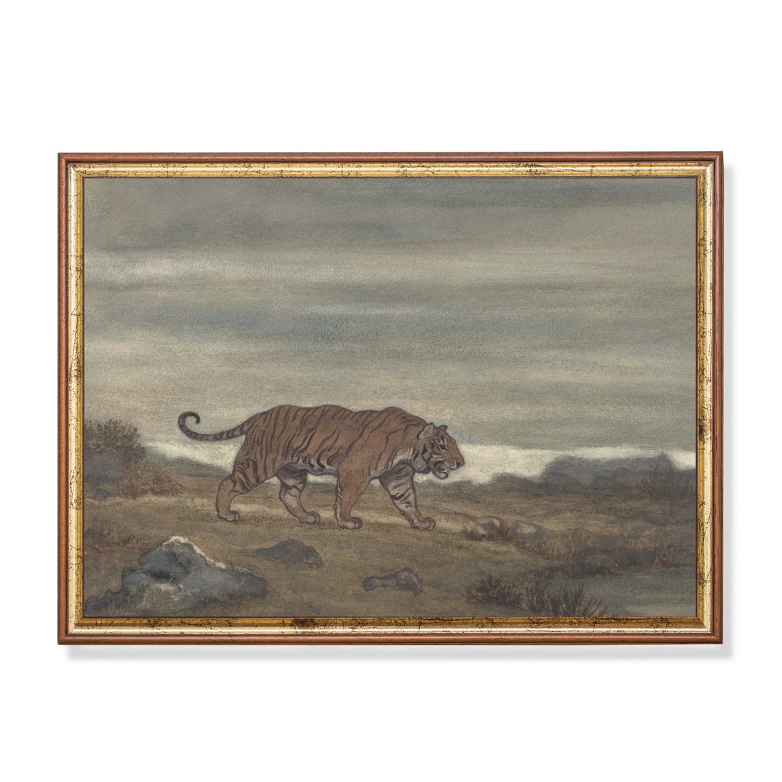 Tiger Walking Rocky Grassland Plain Vintage Wildlife Painting Poster