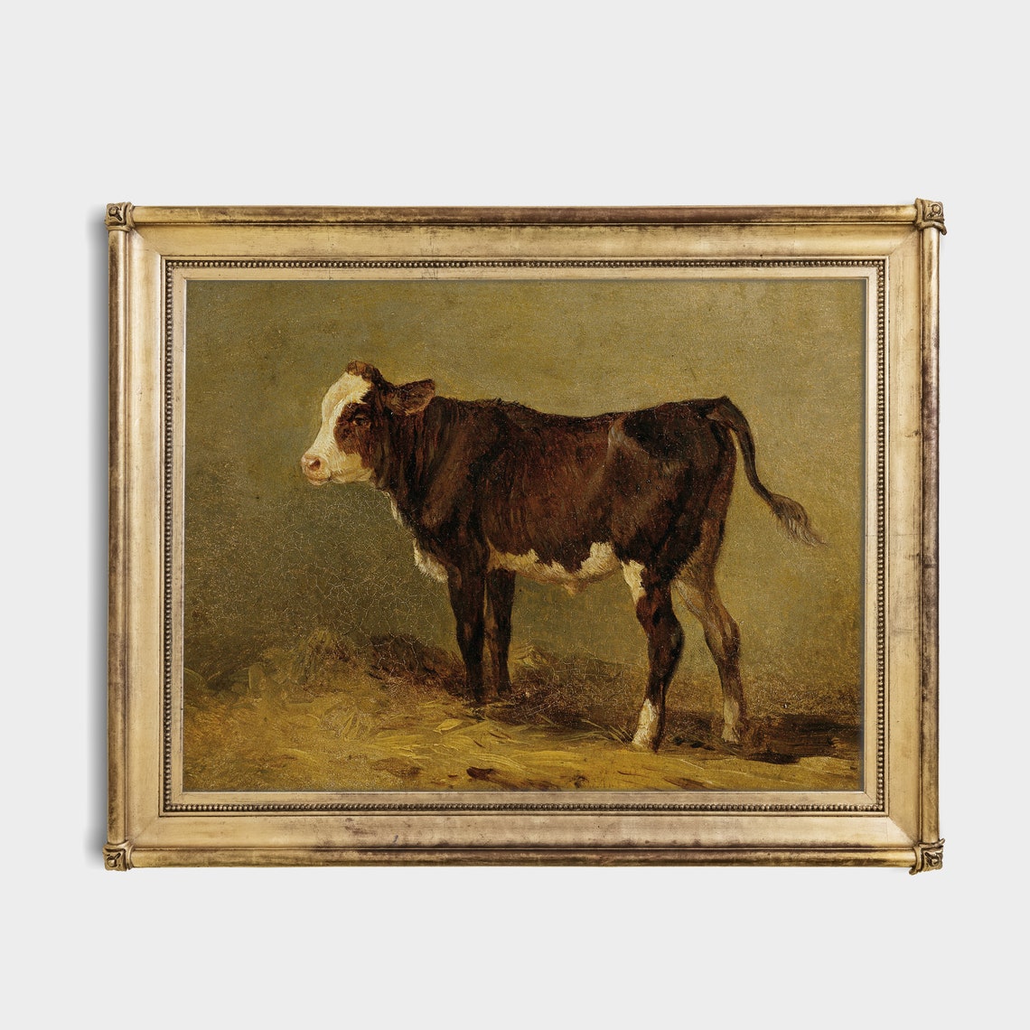 Brown and White Calf Standing Alone in a Golden Field Poster - Image 2