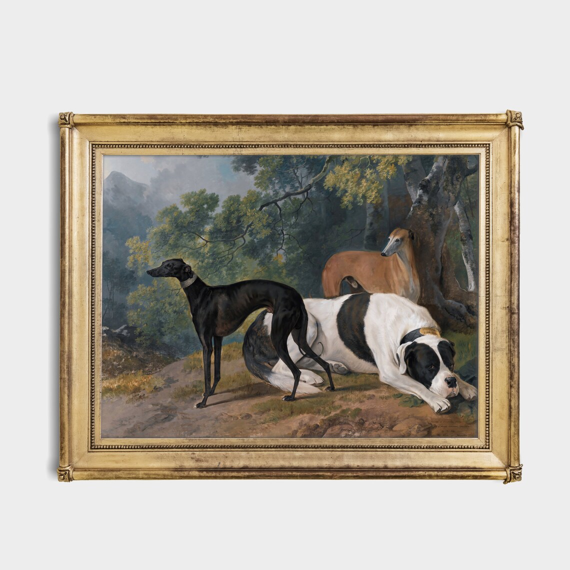 Greyhounds And Mastiff Resting In The Woodland Forest Poster - Image 4