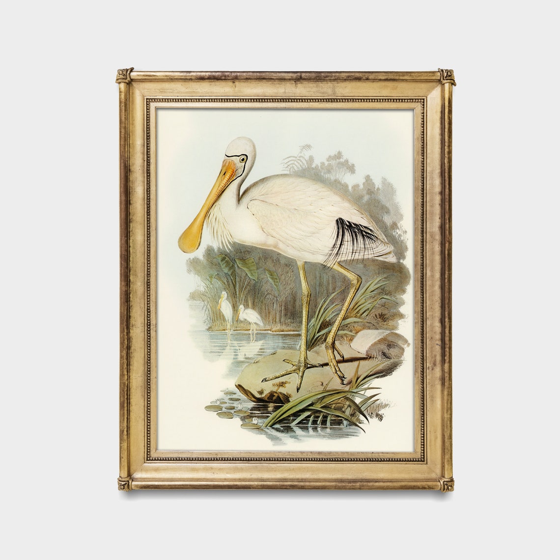 Vintage Yellow-Billed Spoonbill Naturalist Bird Study Poster - Image 2