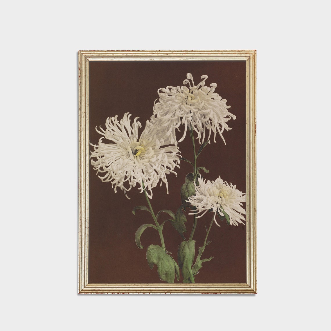 White Spider Chrysanthemums on Dark Vintage Floral Still Life Poster - Image 2