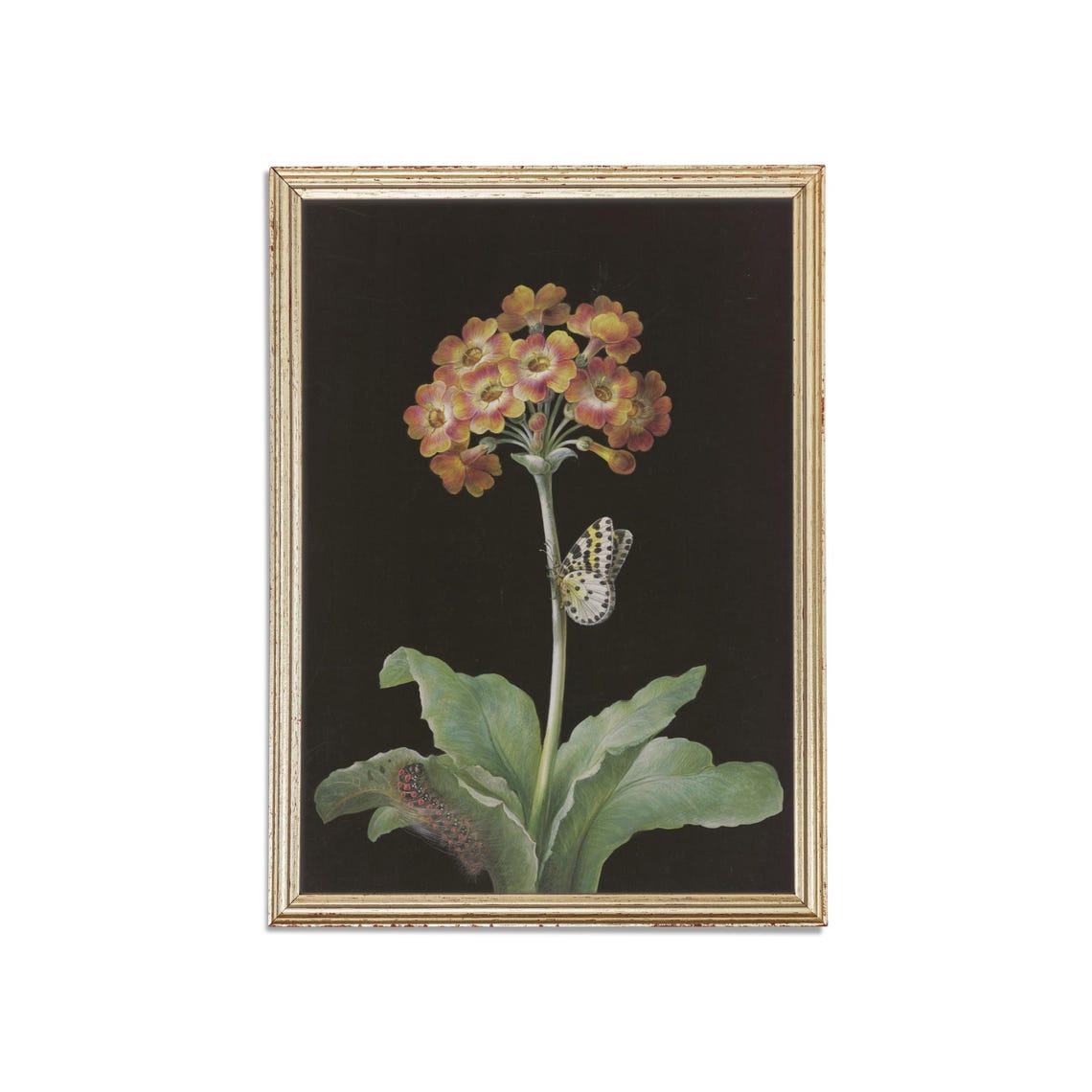 Primrose Flower with Butterfly and Caterpillar Botanical Poster - Image 3