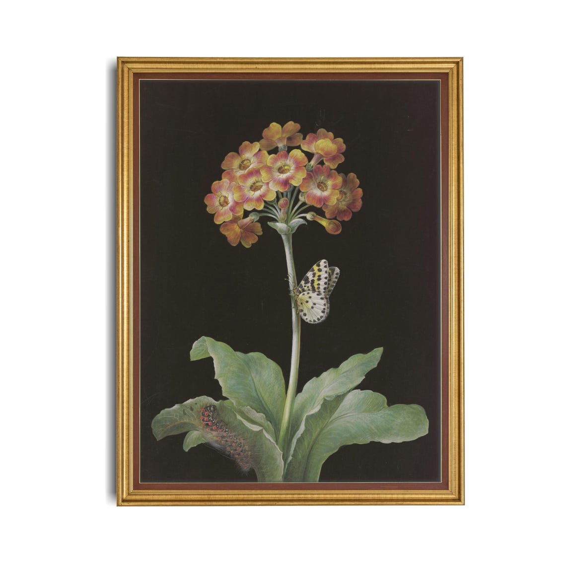 Primrose Flower with Butterfly and Caterpillar Botanical Poster - Image 4