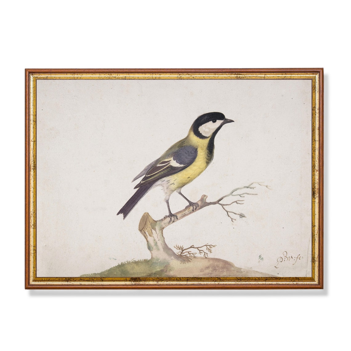Great Tit Songbird on Bare Branch Vintage Bird Illustration Poster