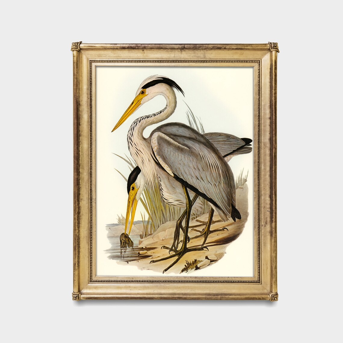 Antique Grey Heron Fishing Naturalist Bird Illustration Poster - Image 2